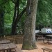 Sick Trees Scheduled to be Removed