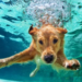 2026 GHP Dog Swim 9/26/26