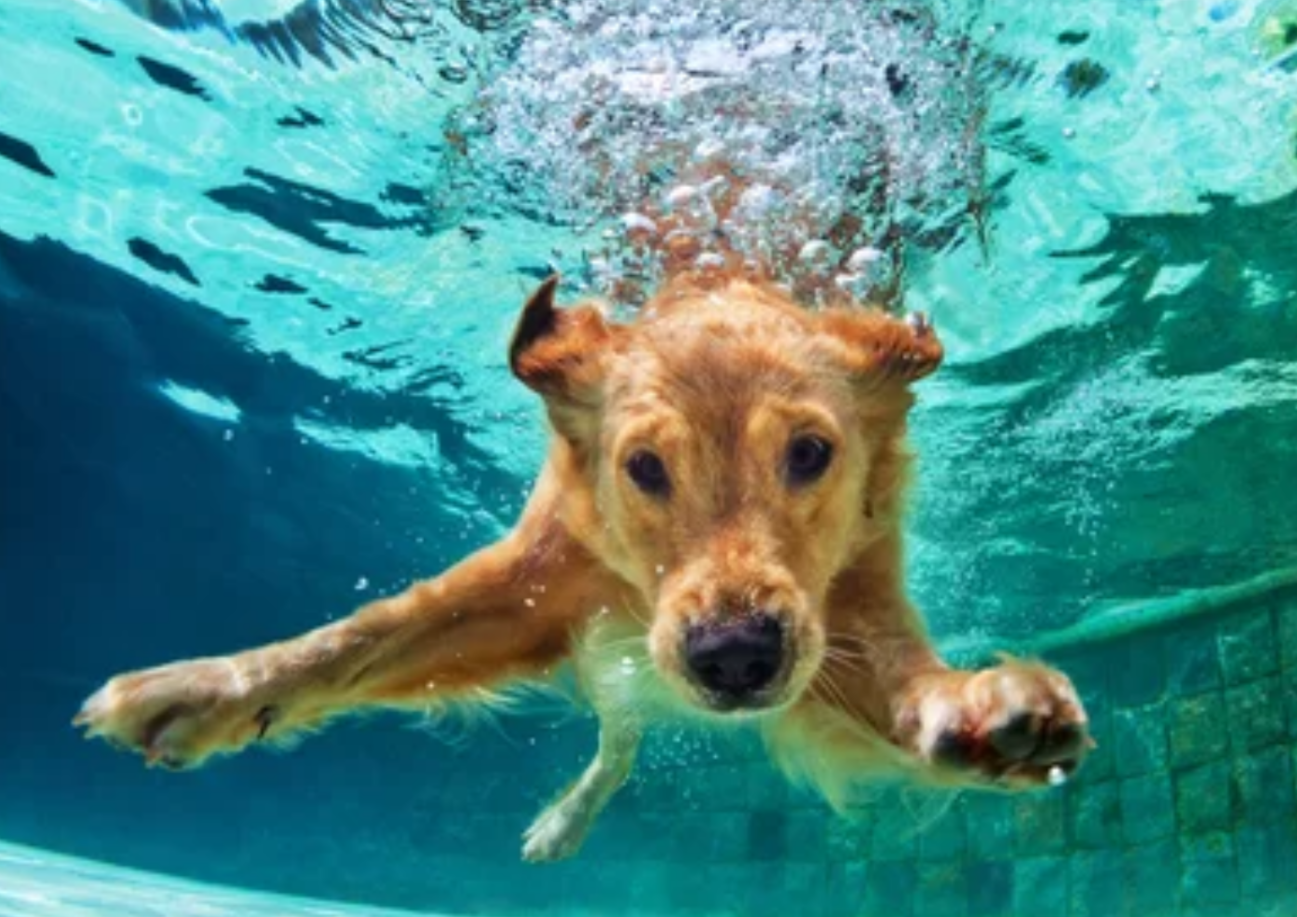 2026 GHP Dog Swim 9/26/26